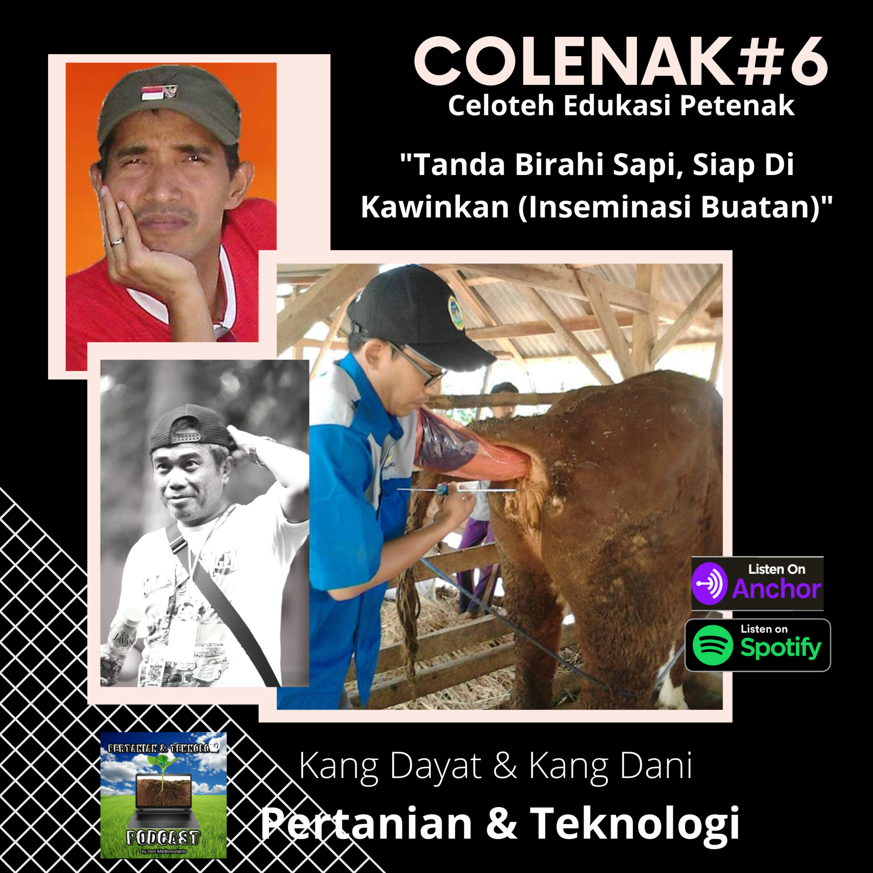 COLENAK #6 Tanda Birahi Sapi, Siap Dikawinkan (Inseminasi Buatan)